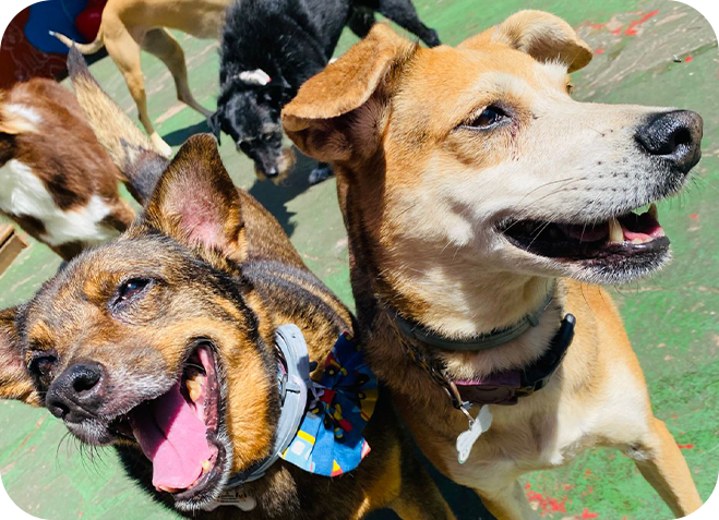 Creche para Cães